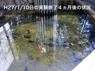 H27/1/10日実験終了4ヶ月の状況