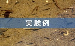 実験例